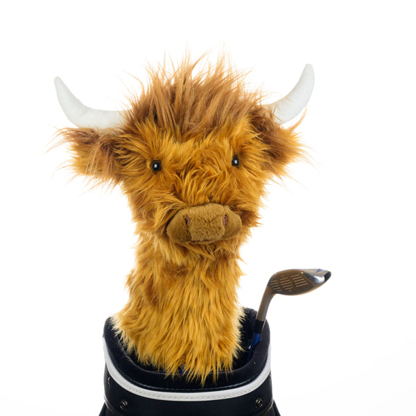 Highland Cow