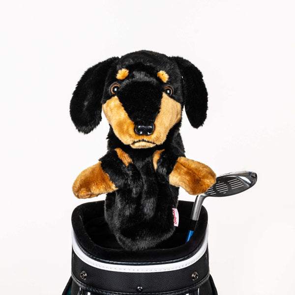 Dachshund