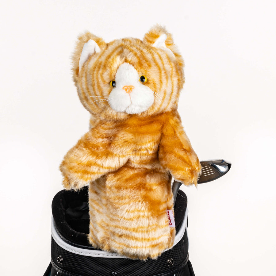 Tabby Cat