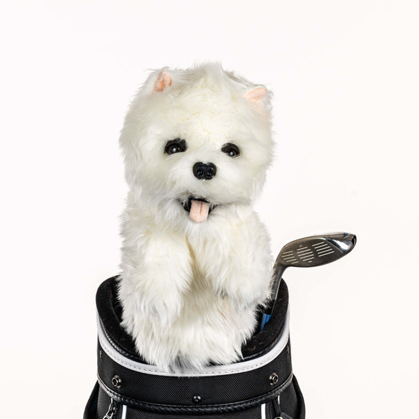 Westie