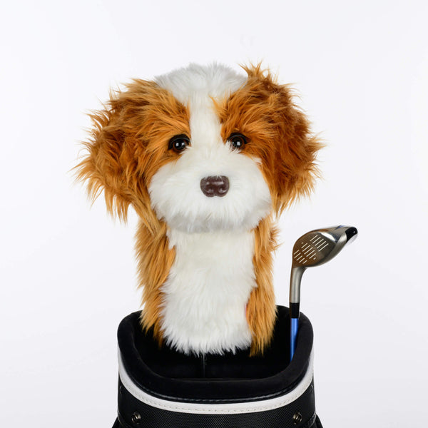 Cavapoo