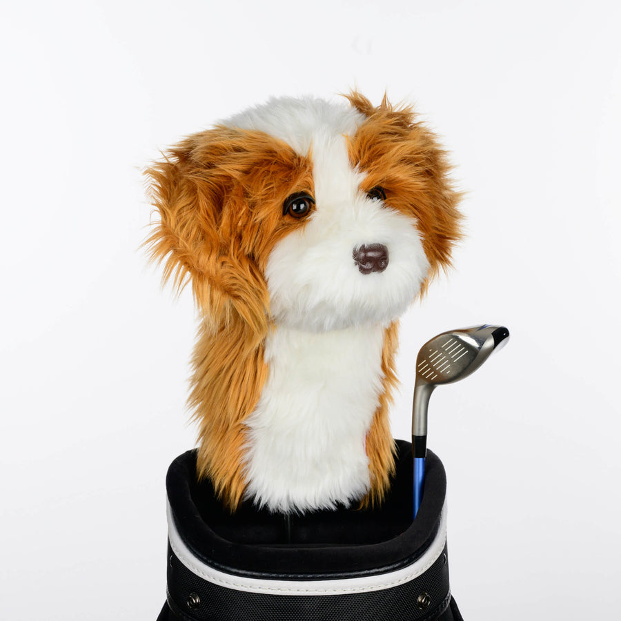 Cavapoo