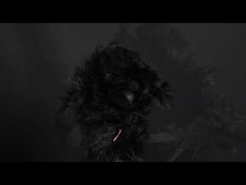 Black Poodle Hybrid