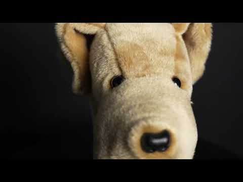 Yellow Lab