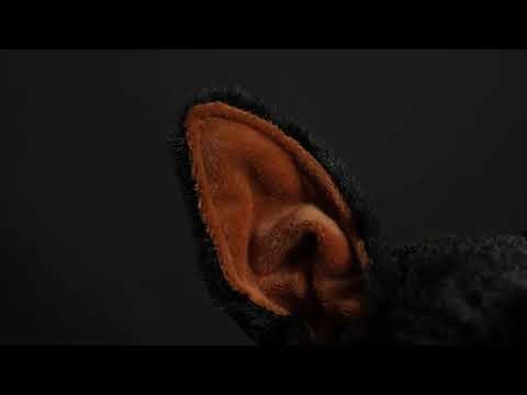 Doberman