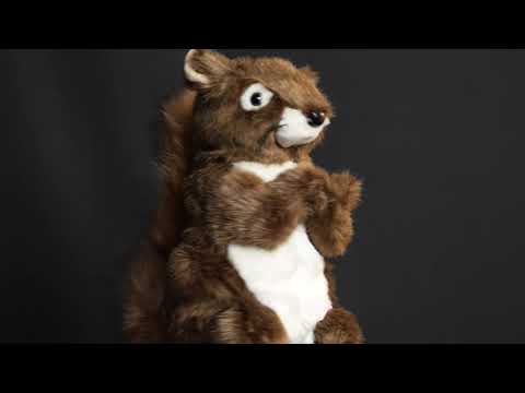Squirrel