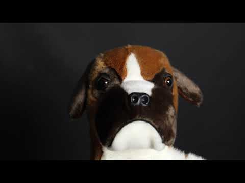 Boxer