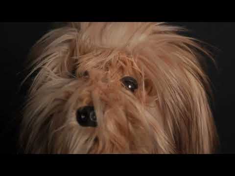 Scruffy Dog