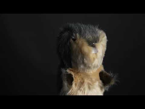 Gopher Hybrid